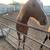 Sorrel mare 1 thumbnail
