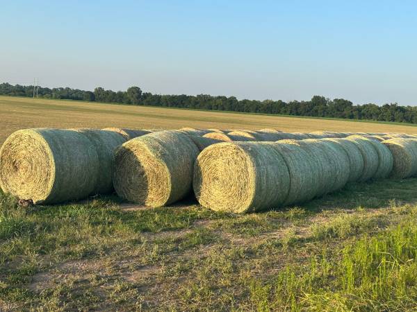 Premium Hay 1