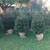 BALLED AND BURLAP EVERGREENS- ARBORVITAES- SHADE TREES AND MORE (SALE) 16 thumbnail