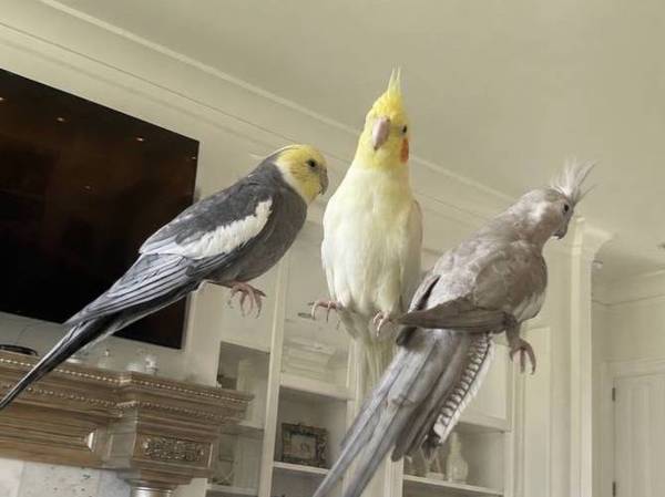 Cockatiels 1
