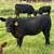 Angus cross calves 3 thumbnail