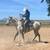 Thoroughbreds & Appendix looking for new homes 3 thumbnail