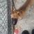 Fullblooded Pit 2 thumbnail