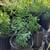Chile del monte plants 2 thumbnail
