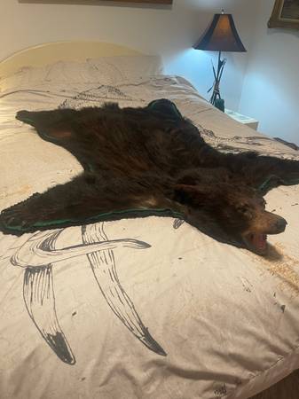 Bear rug mount 1
