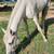 Charro Horse 1 thumbnail