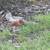 Game chickens 3 thumbnail