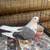 pigeons 16 thumbnail