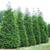 Fast Growing Privacy Trees, We Plant! Thuja Green Giants, Leyland Cyp 9 thumbnail