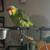 Red-crowned amazon parrot 1 thumbnail