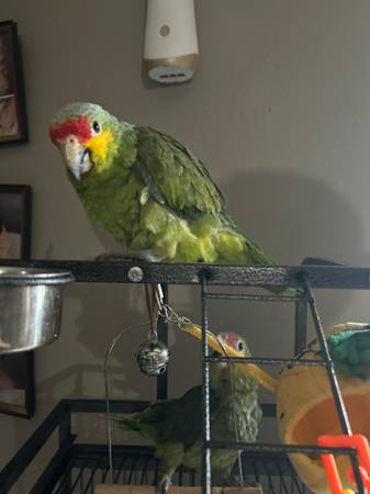 Red-crowned amazon parrot 1