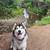 Dog walking/ pet sitting 4 thumbnail
