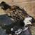 Chickens - 2 to 3 months Pullets and Straight Run 5 thumbnail