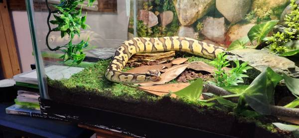 Yellow Ball Python & tank w/ALL supplies Plus 1