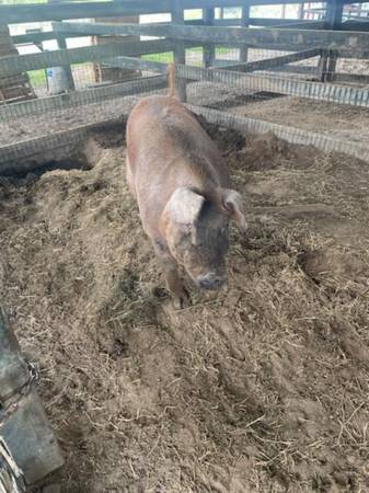 Pig Female 1