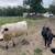 Mini cow 4 thumbnail