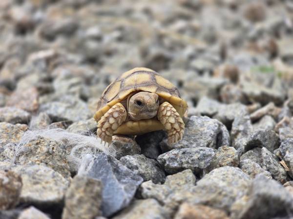Adopción/Reubicación de tortugas Sulcata bebés (Bakersfield)64014696631682121