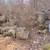 firewood 10 thumbnail