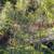 Clumping Bamboo bare-root 5 thumbnail