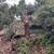 Tree Service Tree Removal 20 thumbnail