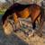 6 year old gelding mustang for sale 4 thumbnail