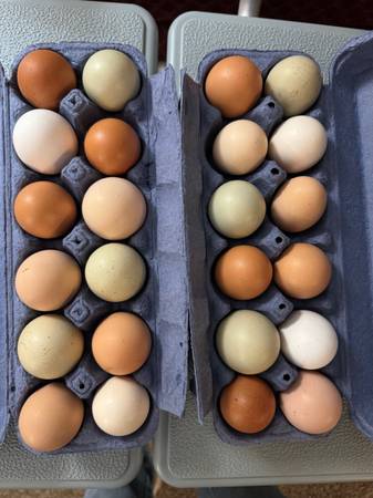 Fertilized Chicken/ hatching eggs🐔🐣 1