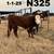 Registered Polled Hereford Bulls 4 thumbnail