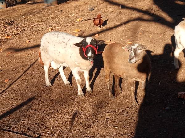 Brown sheep female only bread from a dorper ram  for sale 1