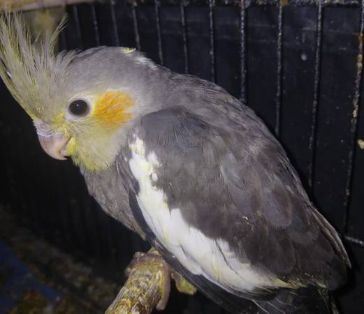 Reubicación de agapornis (La Quinta)63439123608961121