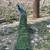 Peacock peahen peafowl peachick 1 thumbnail