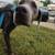 Two doberdanes 5 thumbnail