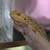 Rehoming male bearded dragon 6 thumbnail