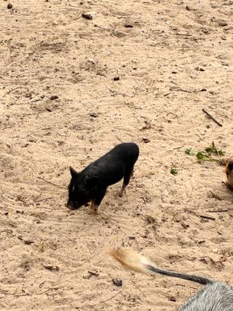 Pet Piglets63687883217025123