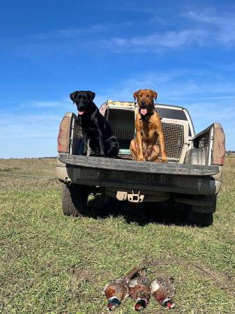 Cachorros Lab - Registrados por AKC (Fulton)63842059337859122