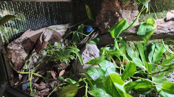 Recinto con plantas vivas de 40B (Hooksett)63656365108225122