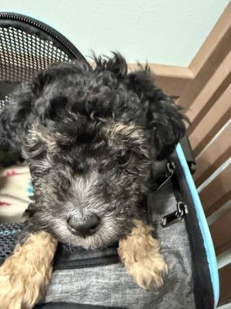 Toy poodle (Lucedale)63920390417538123