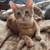 Orange boys, Inky & Blinky, Social Kittens for Adoption - San Mateo 2 thumbnail
