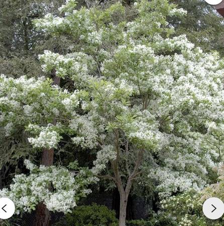 White Fringe tree 1