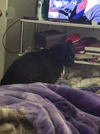 Young black female cat needs home63873027213699121