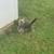 Kittens 2 thumbnail