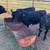 Calves for sale 3 thumbnail