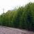 BAMBOO PLANTS 1/2off WHOLESALE PRICE 15' INSTANT PRIVACY WINDBREAK ZEN 8 thumbnail