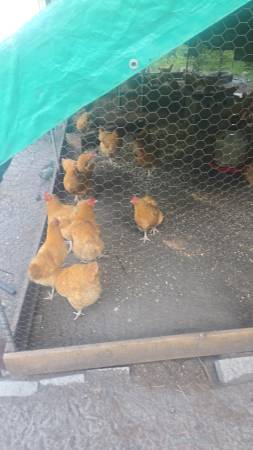 Barr rock and buff hens 1