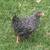 Rustic Rock pullets chickens young hens 1 thumbnail
