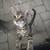 Rehoming Kittens 14 thumbnail