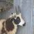 Jacob lamb 11 thumbnail