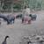 Feeder piglets 2 thumbnail
