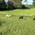 Katahdin Lambs 2 thumbnail