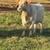 17 Head Colored Cows 9 thumbnail