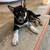 Rehoming Ausky puppies 3 thumbnail